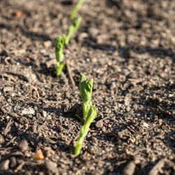 Wenn die Gartenbegehung zur Schatzsuche wird – und warum digitale Helfer der Schlüssel dazu sind